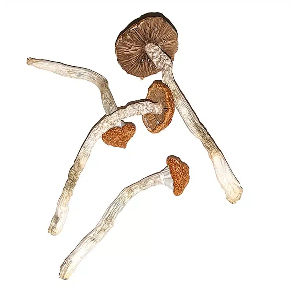 Blue-Magnolia-Rust-magic-mushrooms.jpg.webp