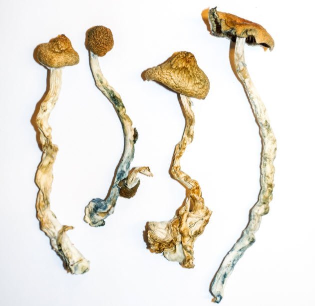Our-Top-5-Selling-Magic-Mushroom-Strains-and-Why.jpg