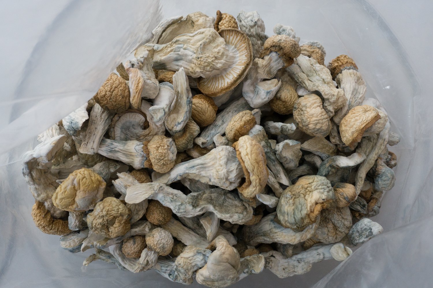 Penis-Envy-Bag-Shrooms-Canada.jpg