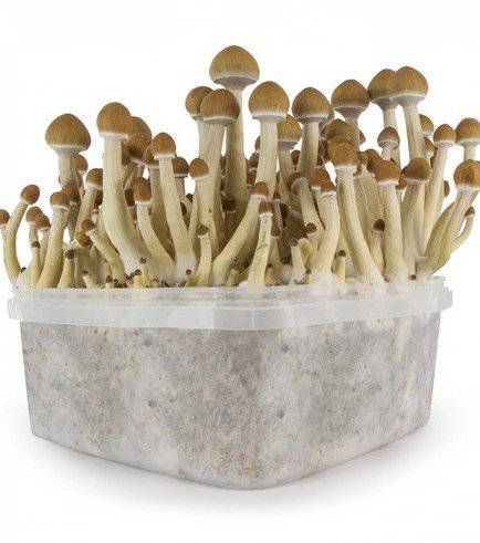 psilocybe-cubensis-hawaiian.jpg